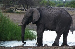 716 Namibia Okt 2006 .JPG